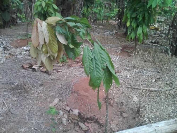 tree image