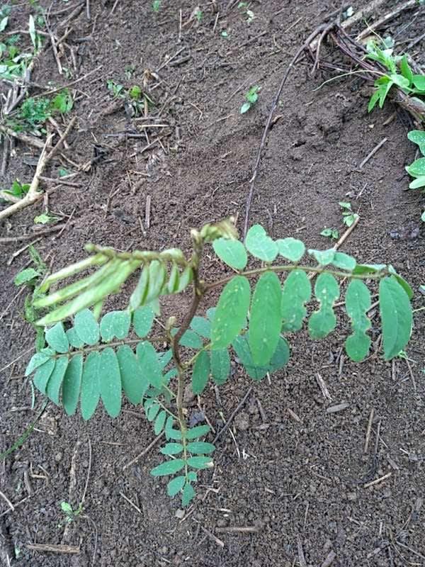 tree image