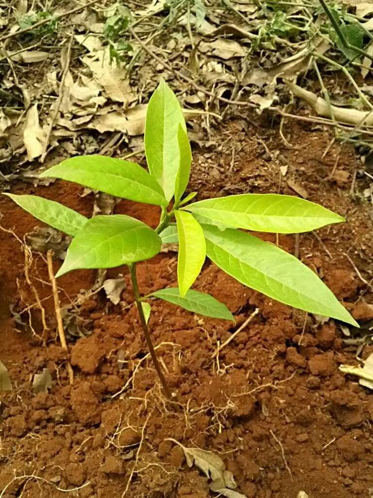 tree image