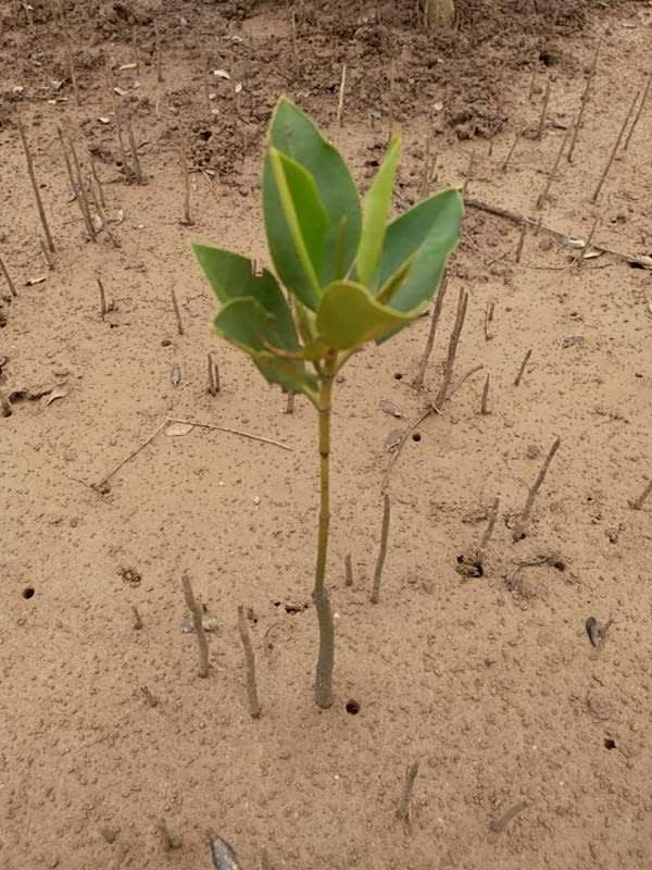 tree image