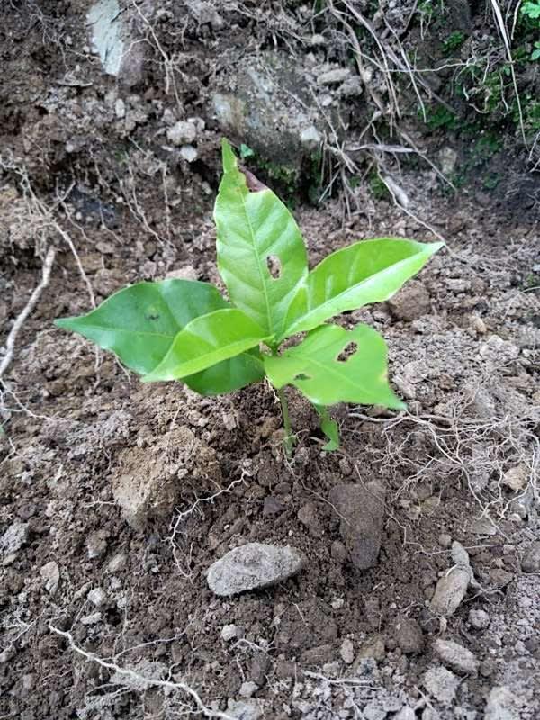tree image
