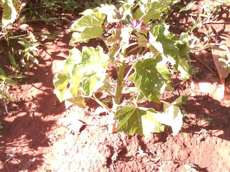 tree image