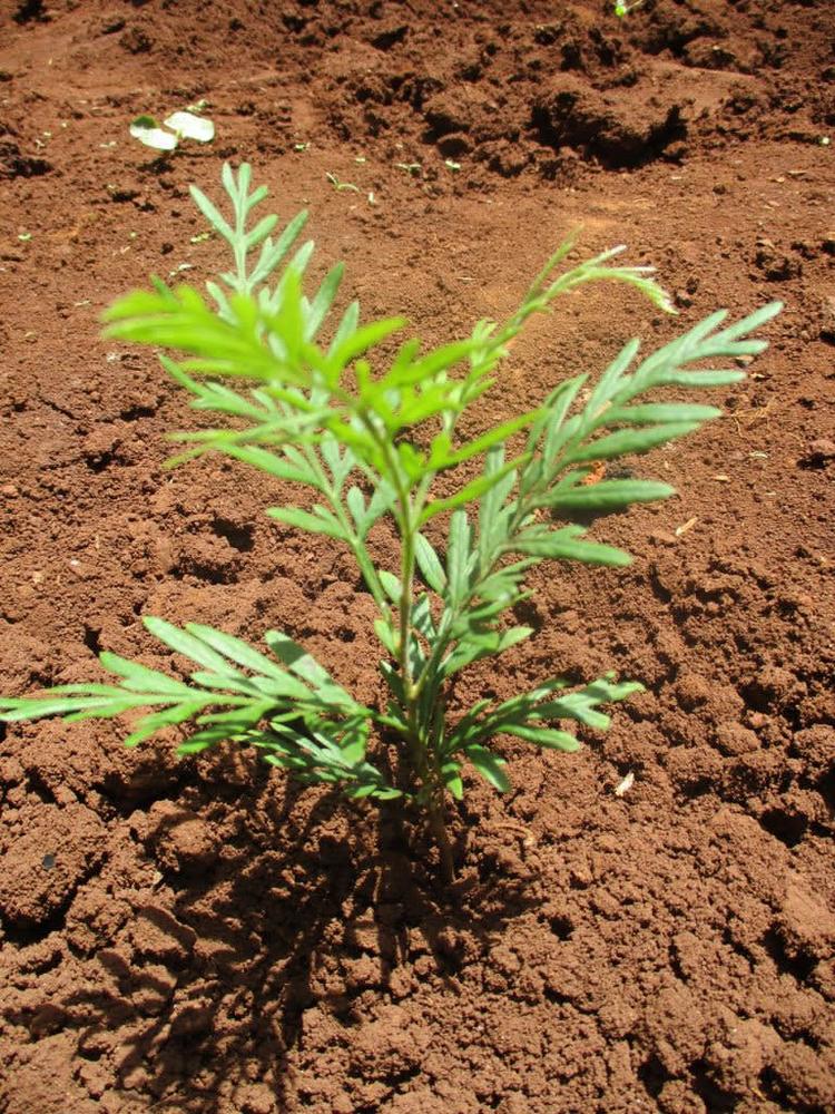 tree image