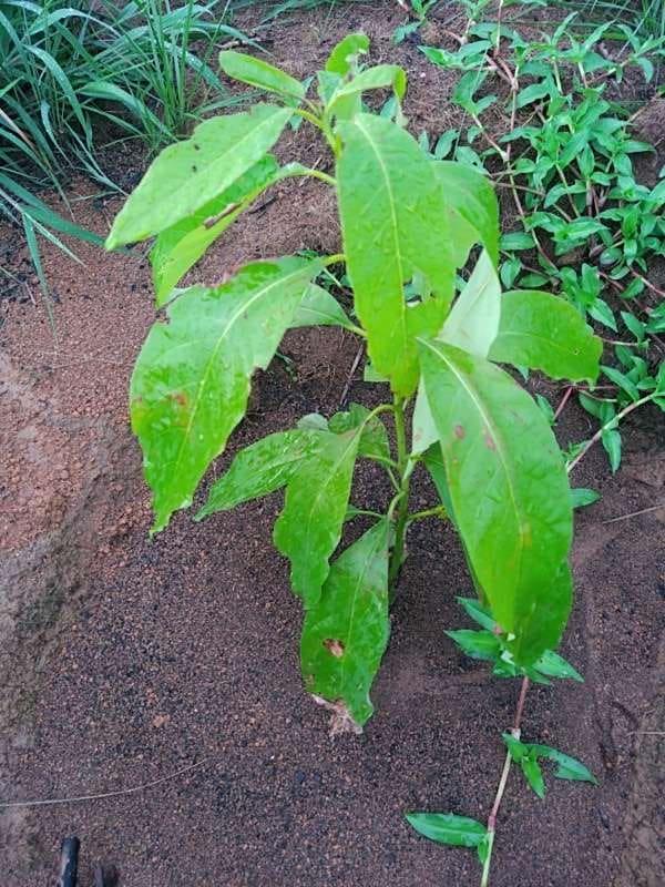 tree image