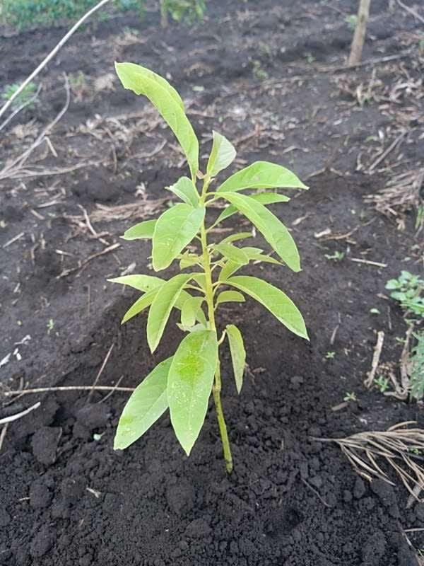 tree image