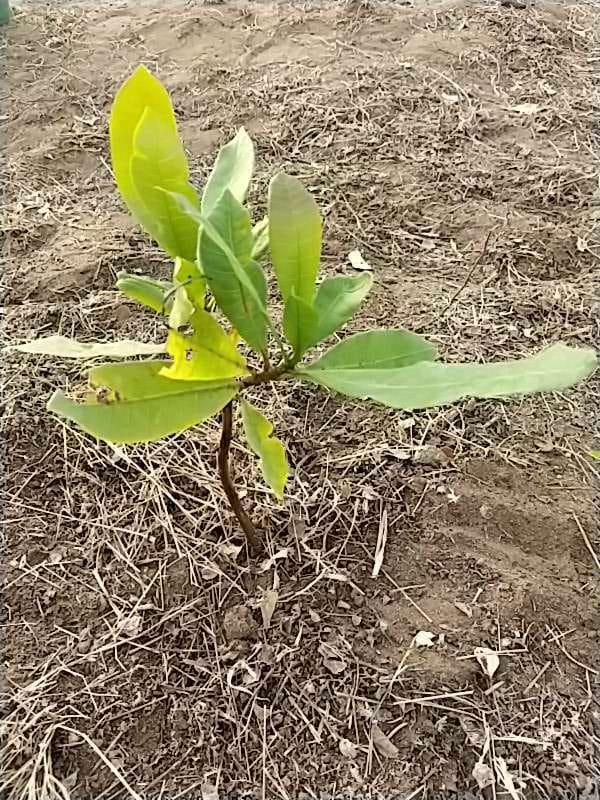 tree image