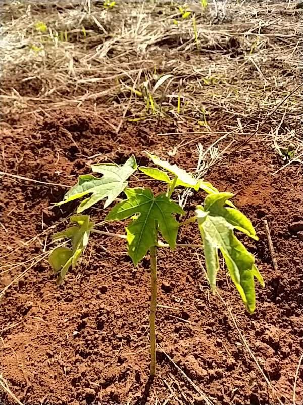 tree image