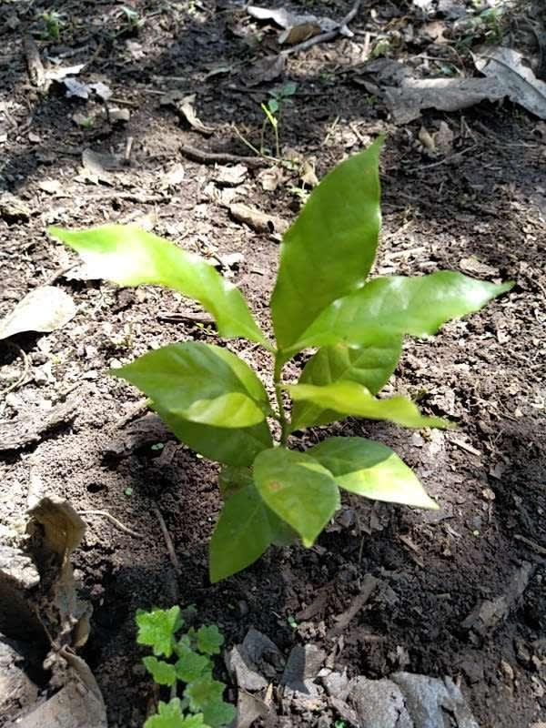 tree image