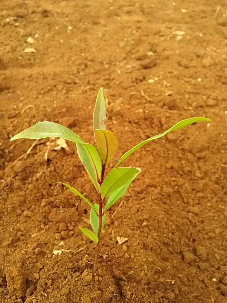 tree image