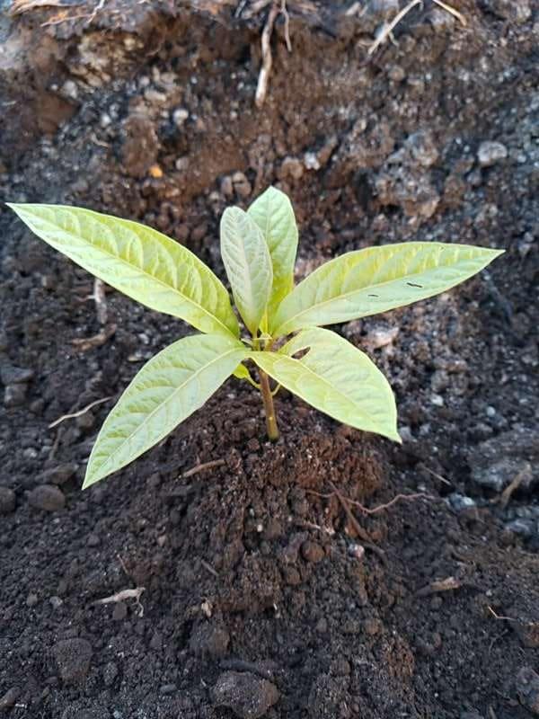 tree image
