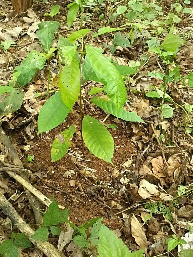 tree image