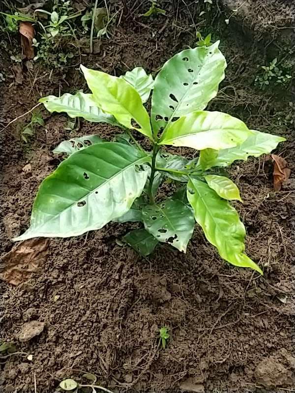 tree image