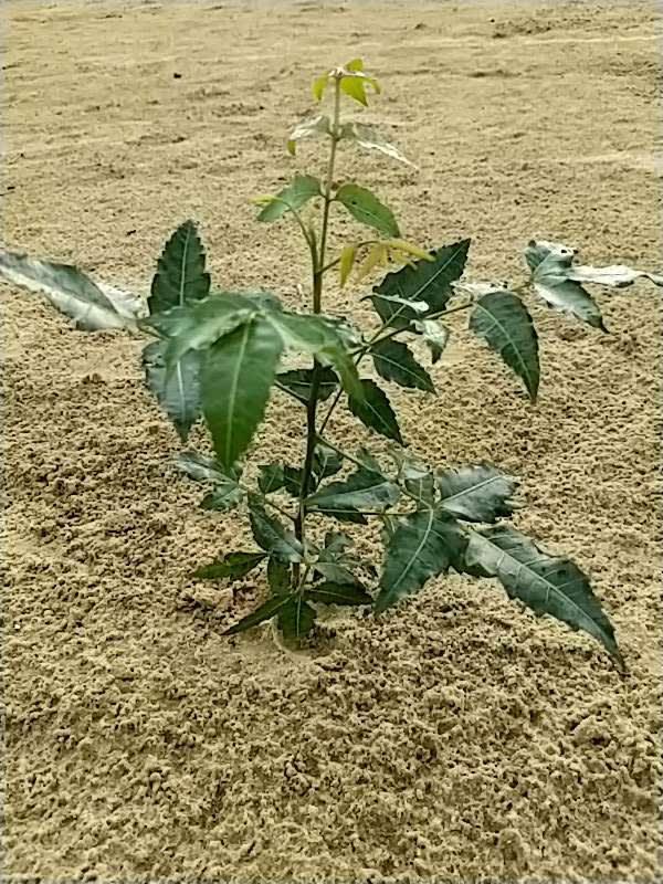 tree image