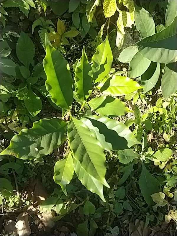 tree image
