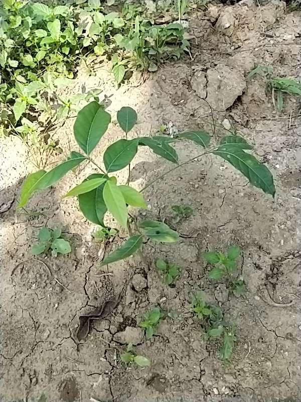 tree image