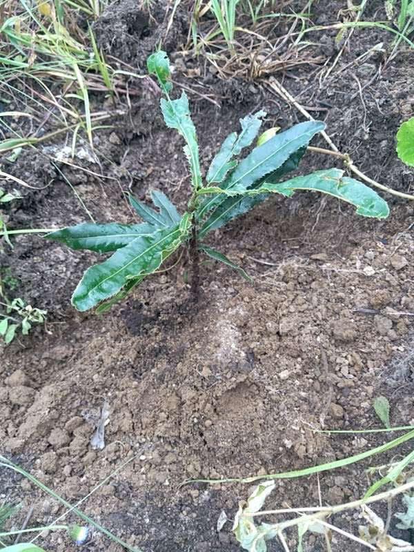 tree image