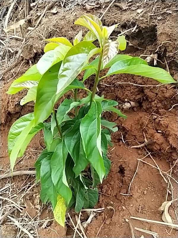 tree image