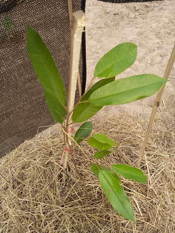tree image
