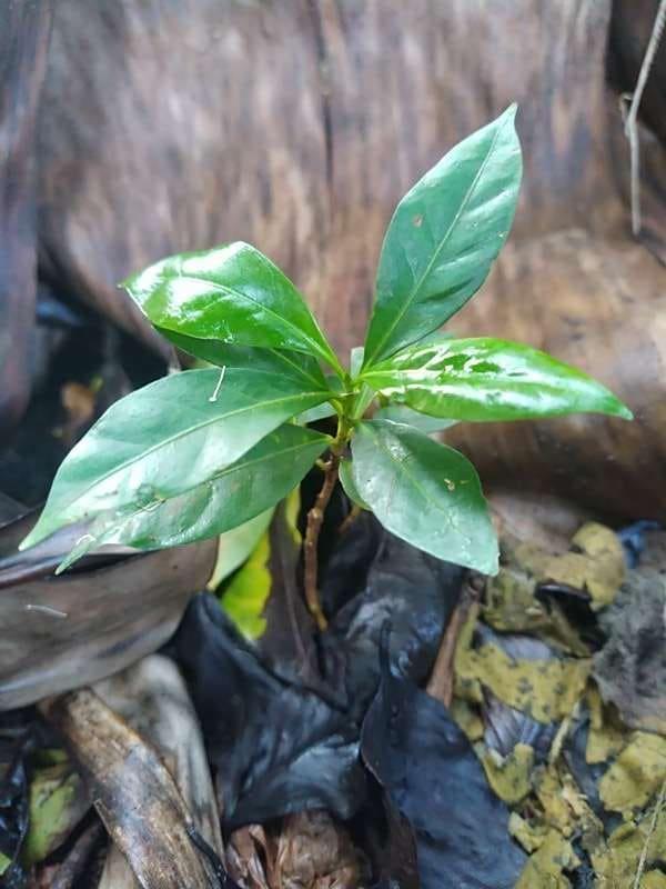 tree image