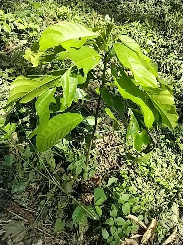 tree image
