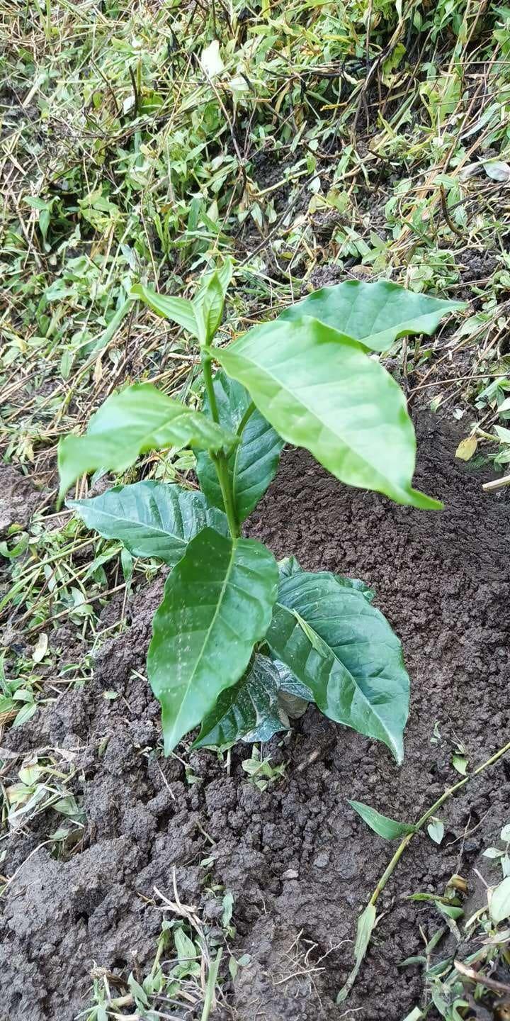 tree image