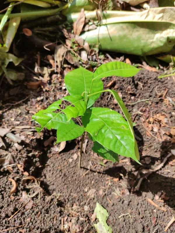 tree image