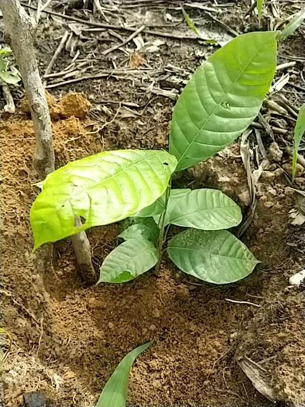 tree image