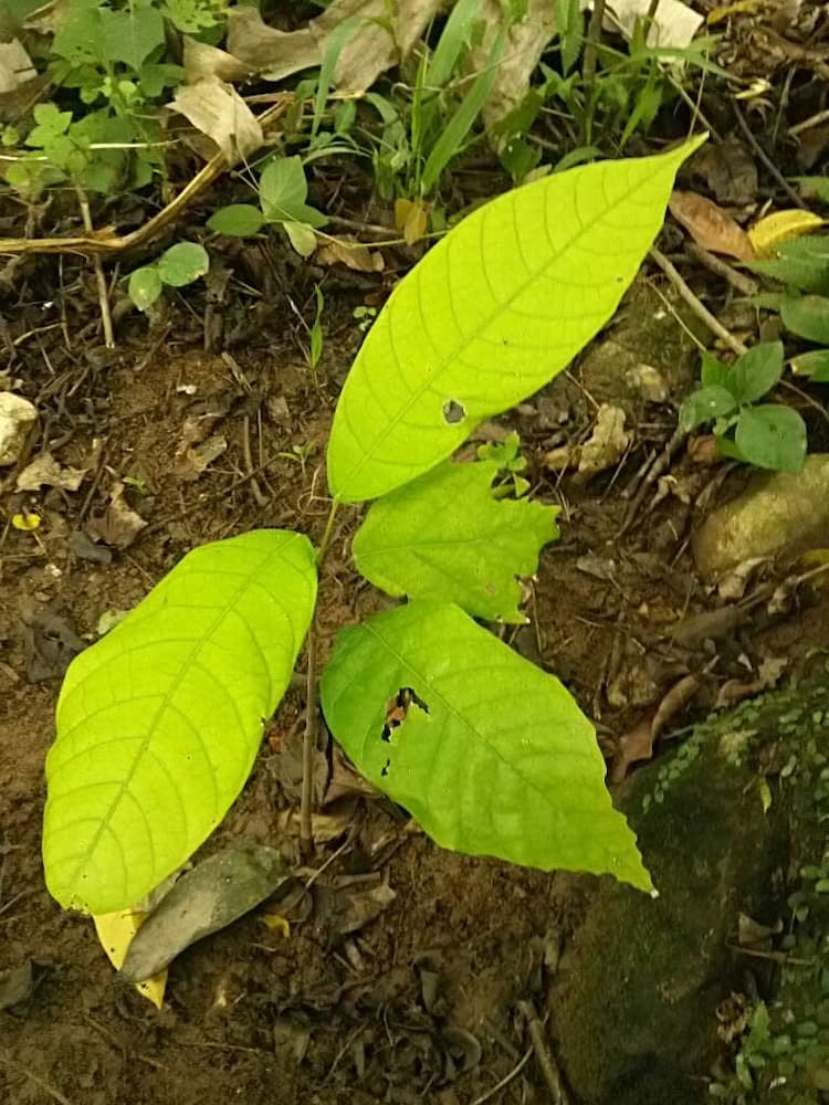 tree image