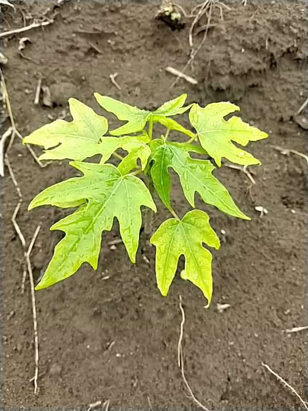 tree image