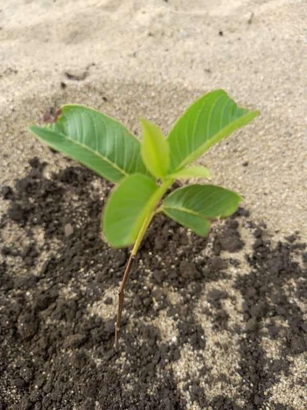 tree image