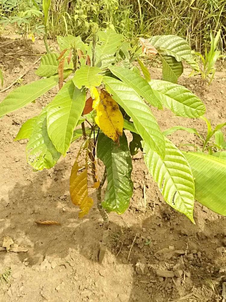 tree image