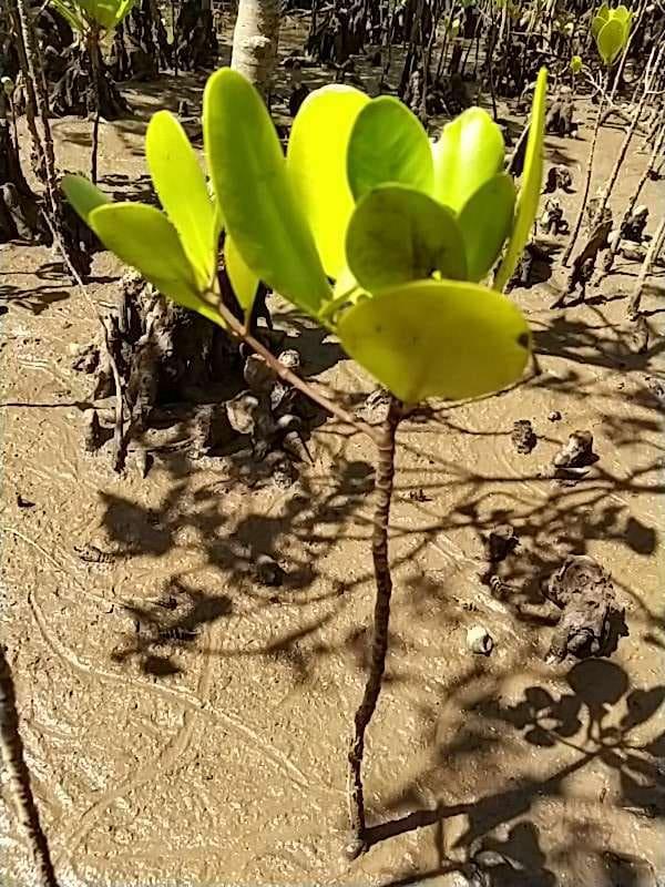 tree image