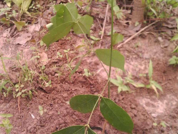 tree image
