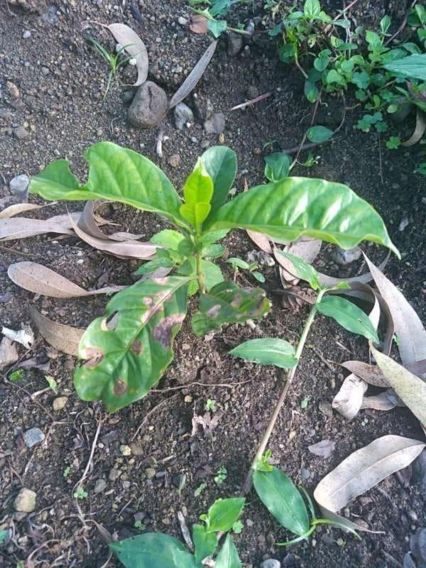 tree image