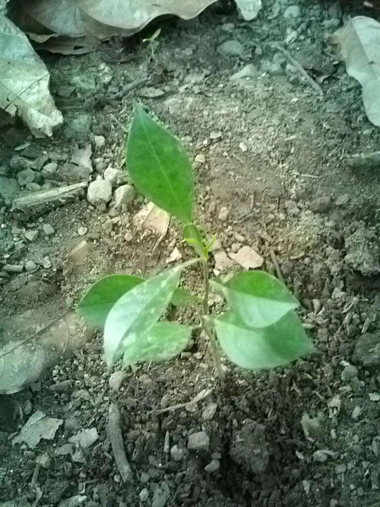 tree image