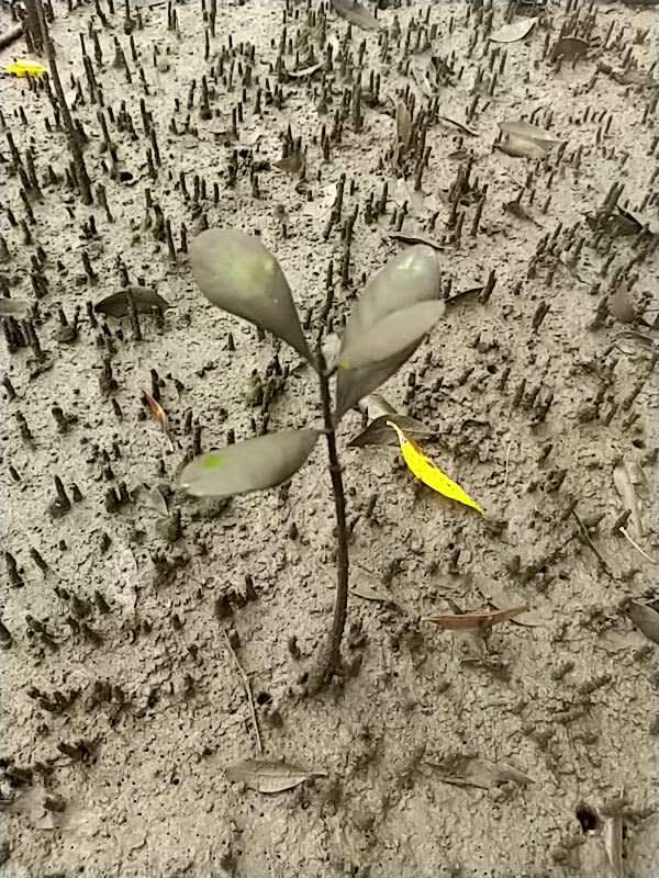 tree image