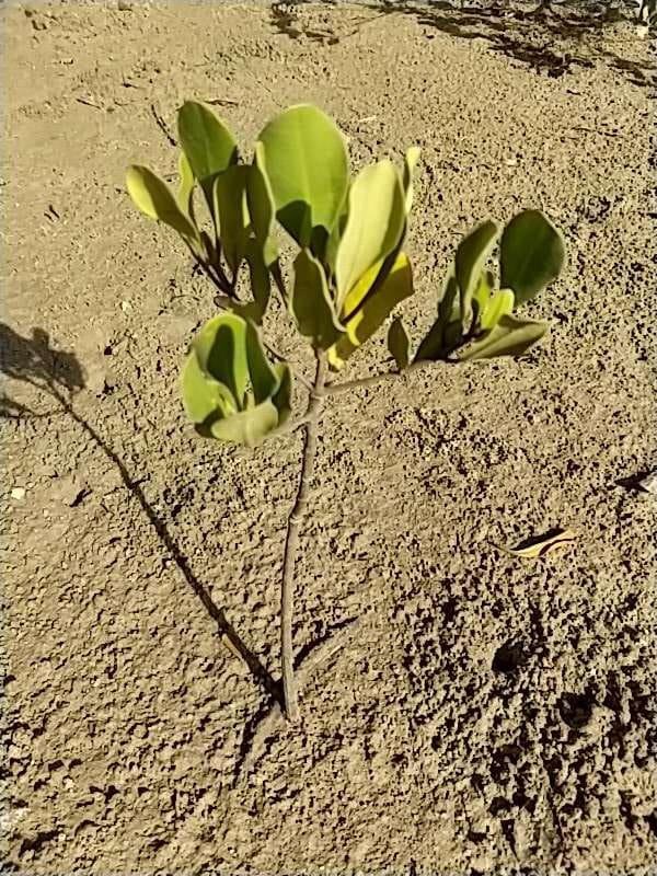 tree image