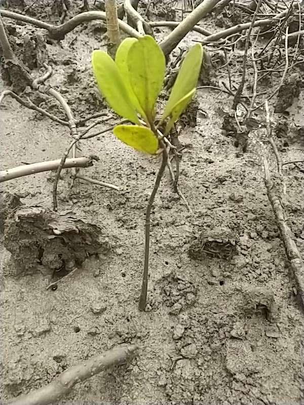 tree image