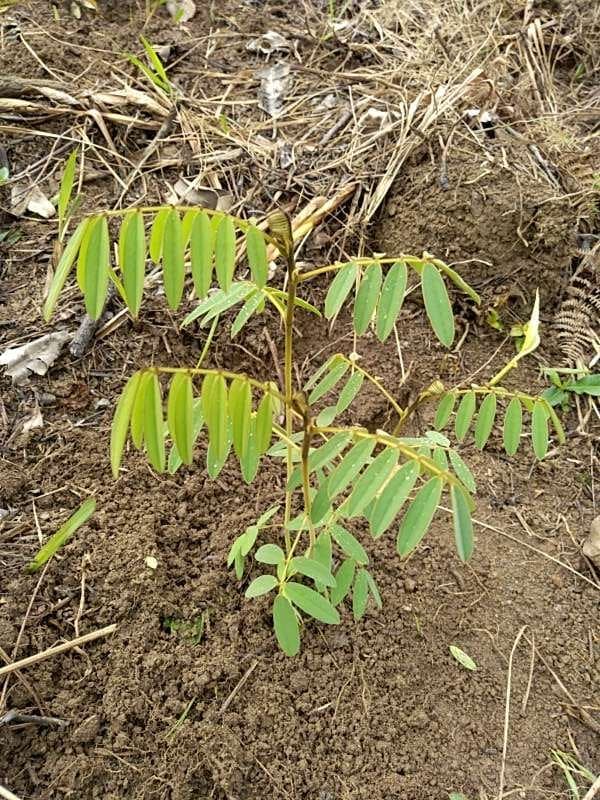 tree image