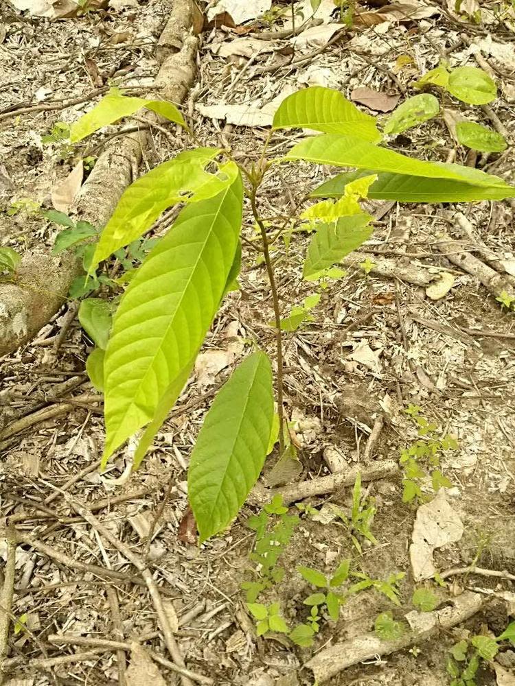 tree image