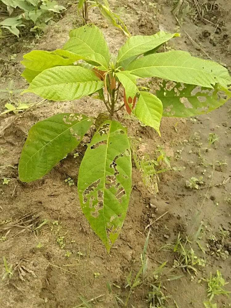 tree image