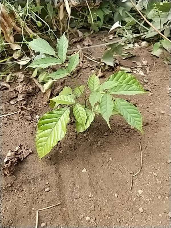 tree image