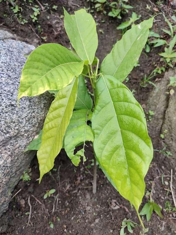 tree image