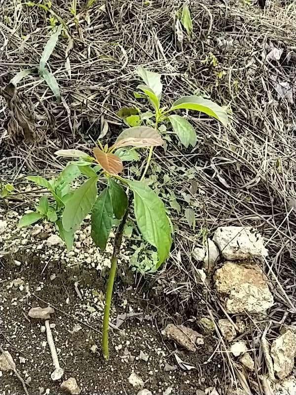 tree image