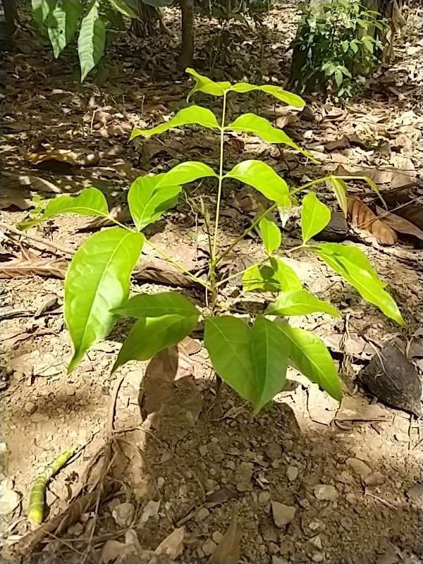 tree image