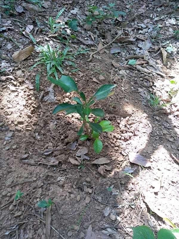 tree image