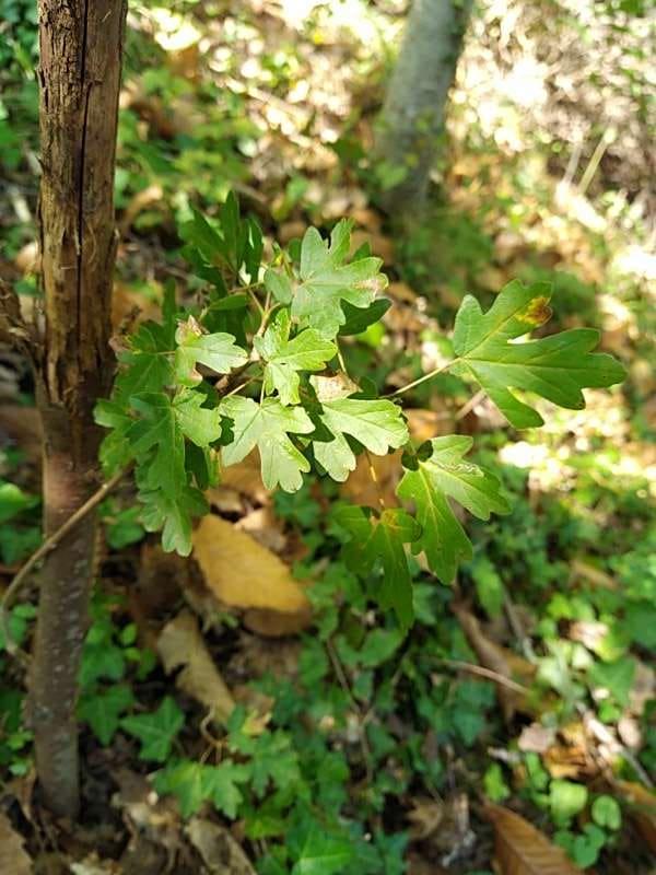 tree image