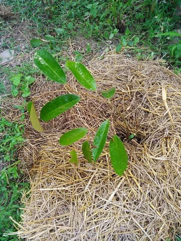 tree image
