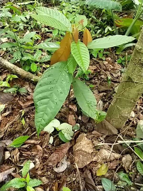 tree image