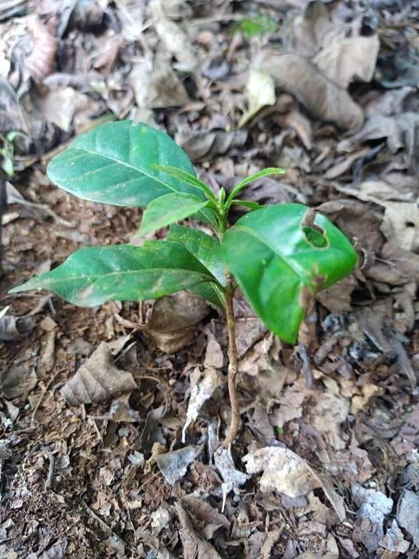 tree image